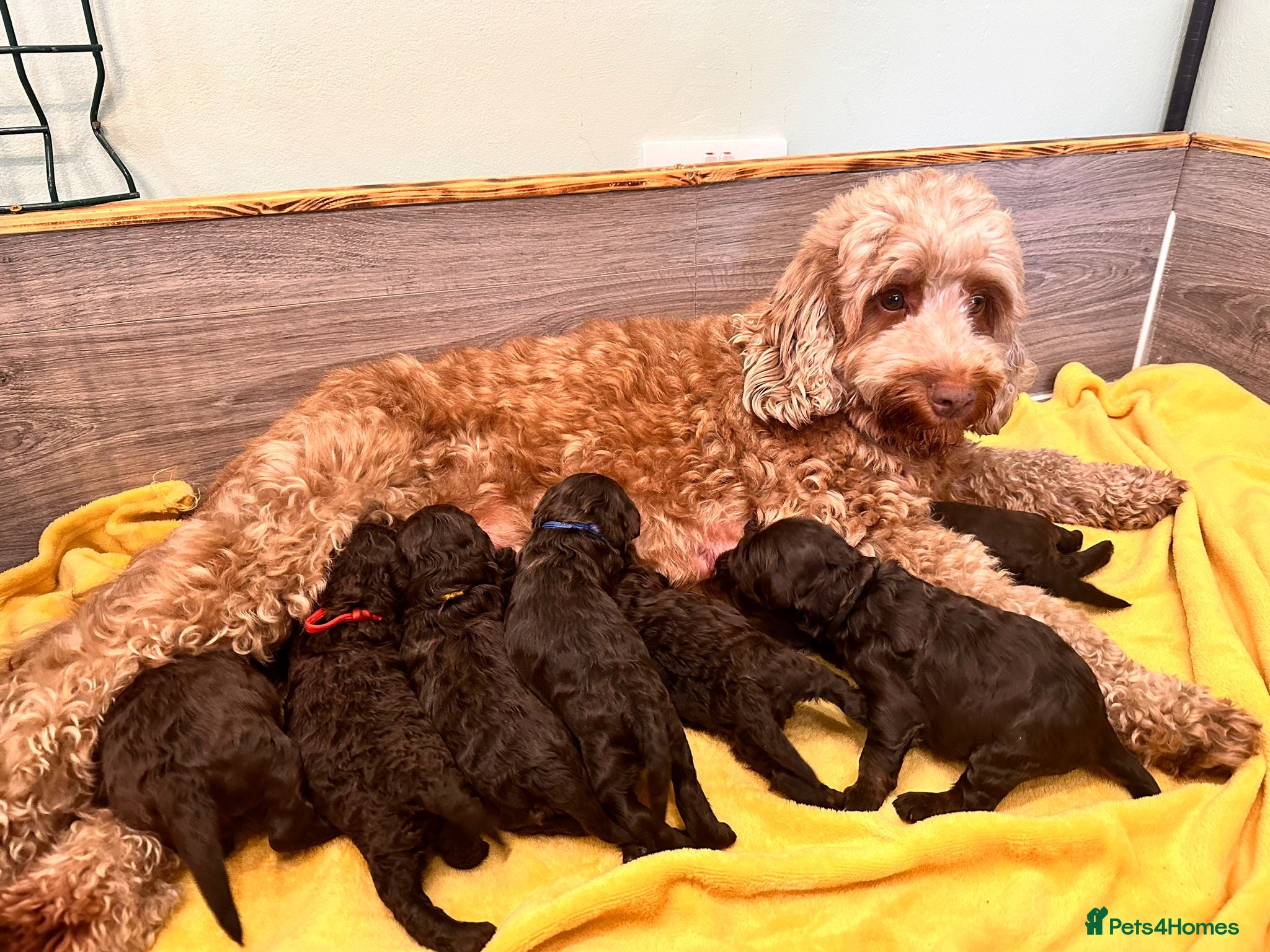 Cockapoo dogs Cockapoo F1b  Puppies - Advert 2