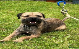 Border Terrier dogs for stud: Border Terrier dog in Bradford - Image 2