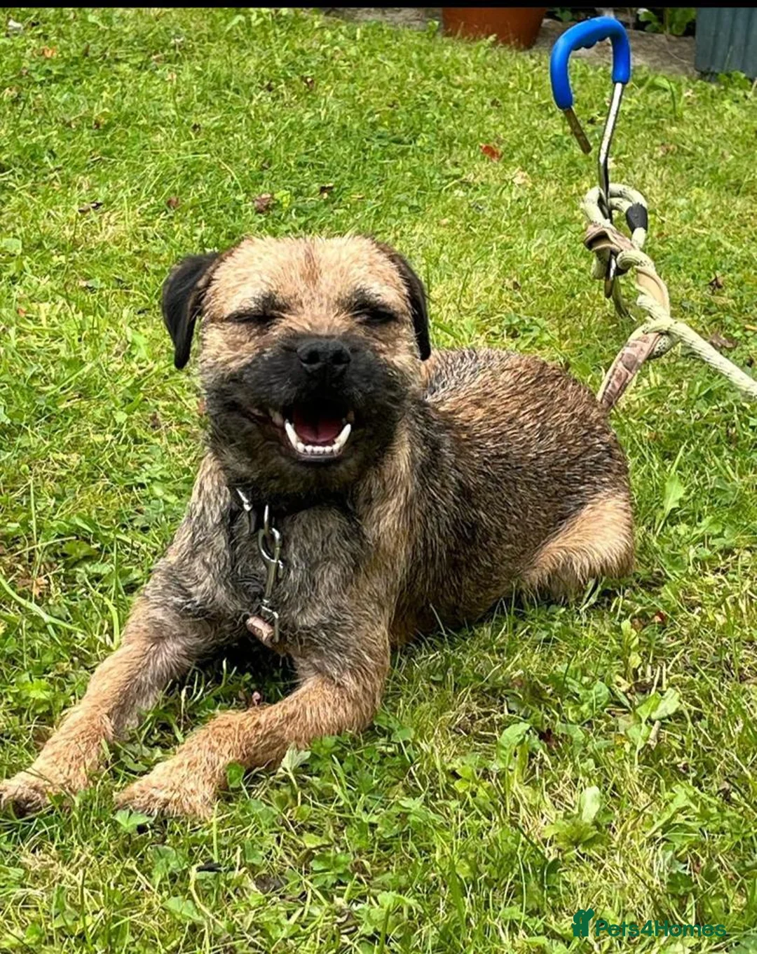 Border Terrier dogs for stud: Border Terrier dog in Bradford - Advert 2