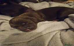 Springador dogs for sale: Two springador puppies - Image 1