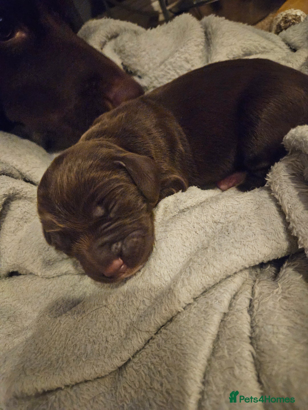 Springador dogs for sale: Two springador puppies - Image 1