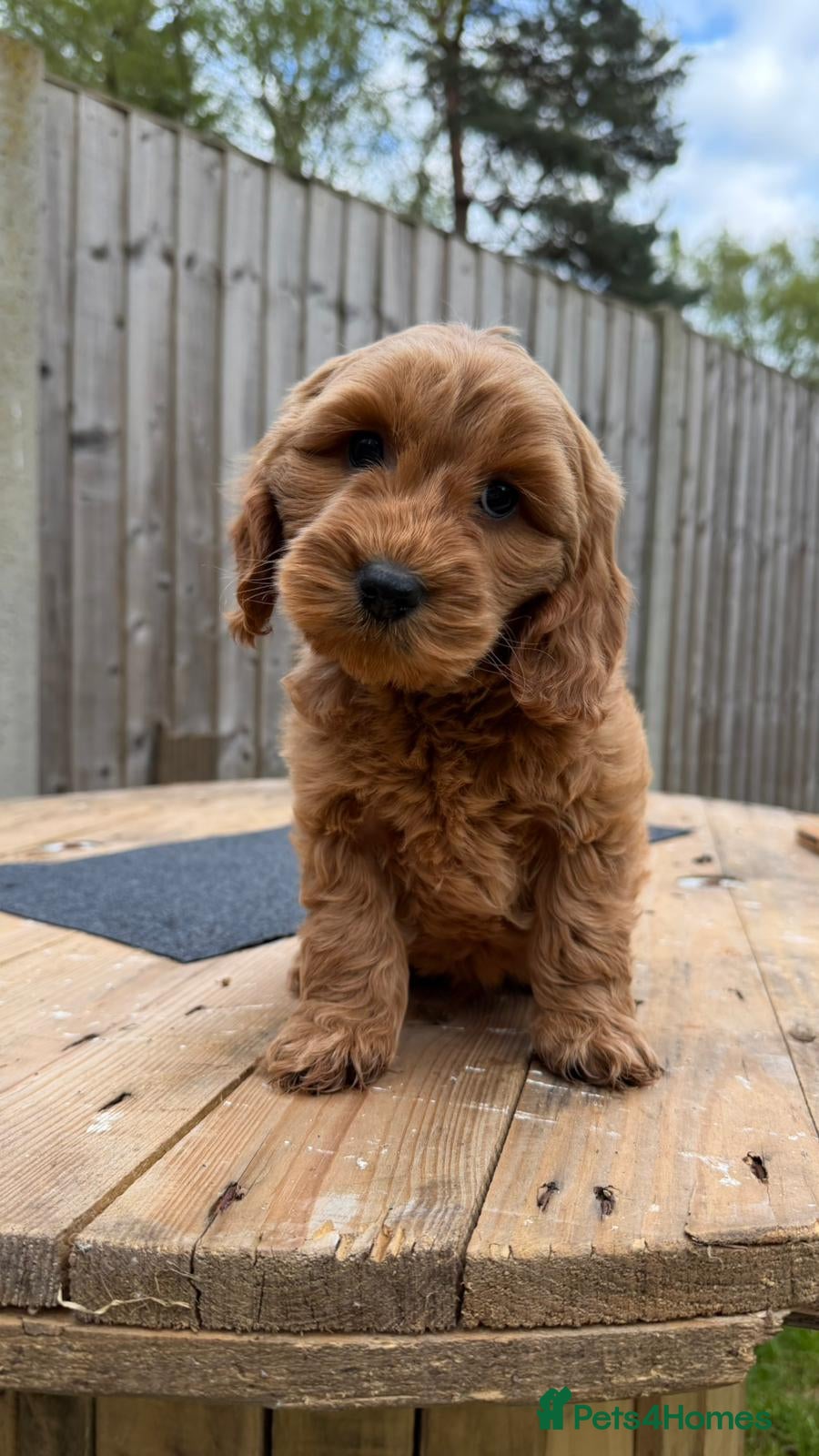 Cavapoo dogs Vaccinated and ready to go f1 cavapoos - Advert 8