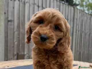 Cavapoo dogs Vaccinated and ready to go f1 cavapoos - Advert 8