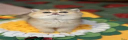British Shorthair cats for sale: Stunning Quality GCCF British Shorthair Kittens - Advert 14