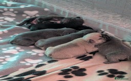 French Bulldog dogs for sale: Beautiful french bulldog puppies  - Advert 2