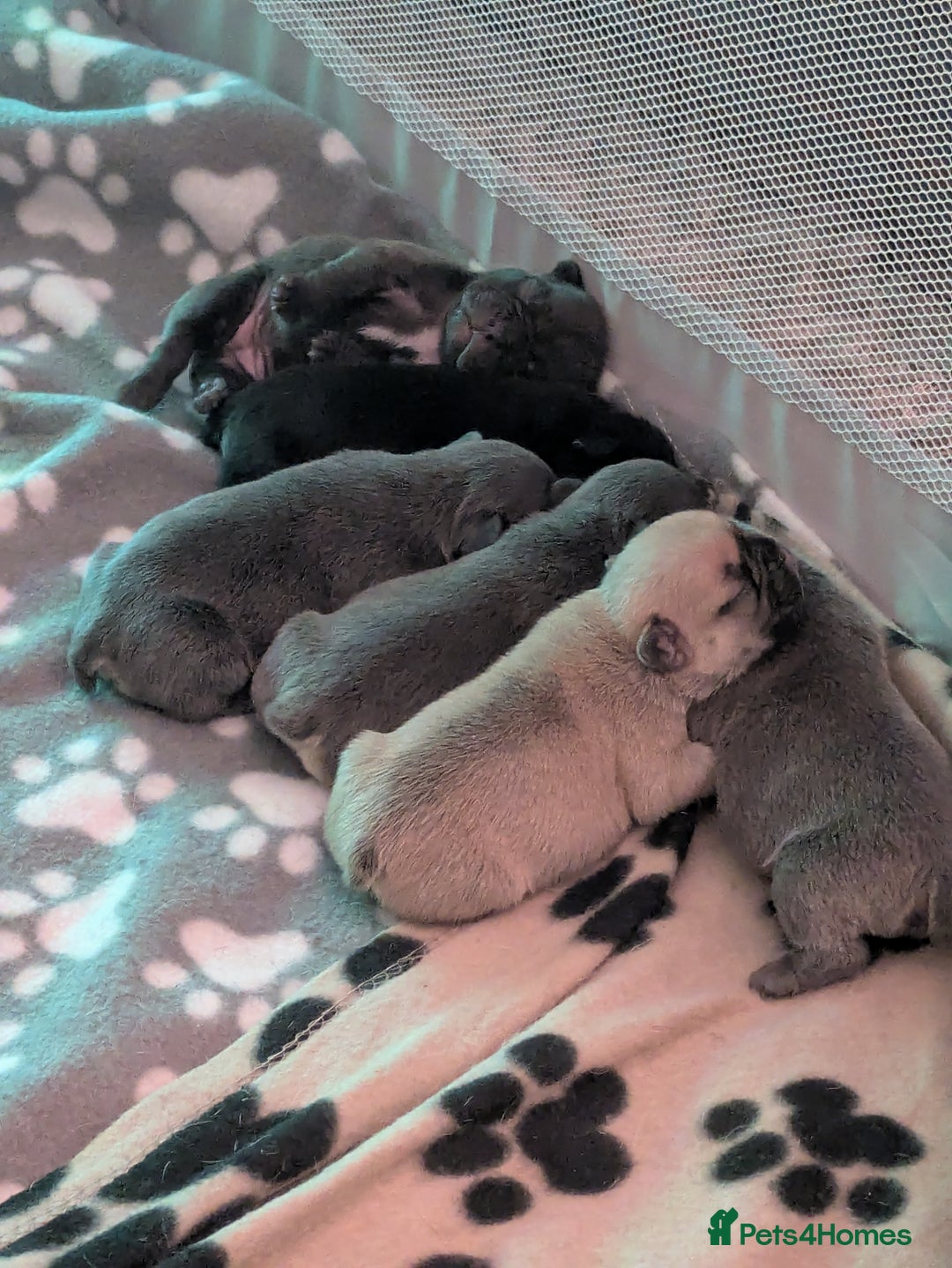 French Bulldog dogs for sale: Beautiful french bulldog puppies  - Advert 2