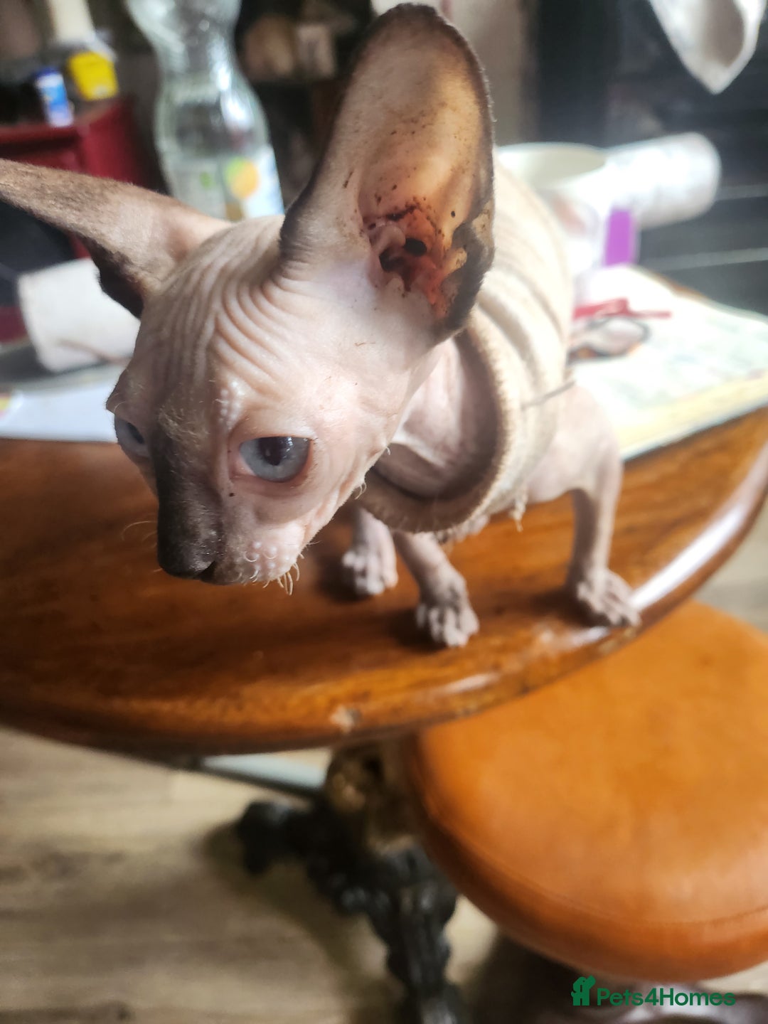 Sphynx cats for sale: Young sphynx female - Image 4