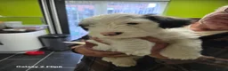 Sealyham Terrier dogs for sale: Sealyham Terrier  - Advert 6