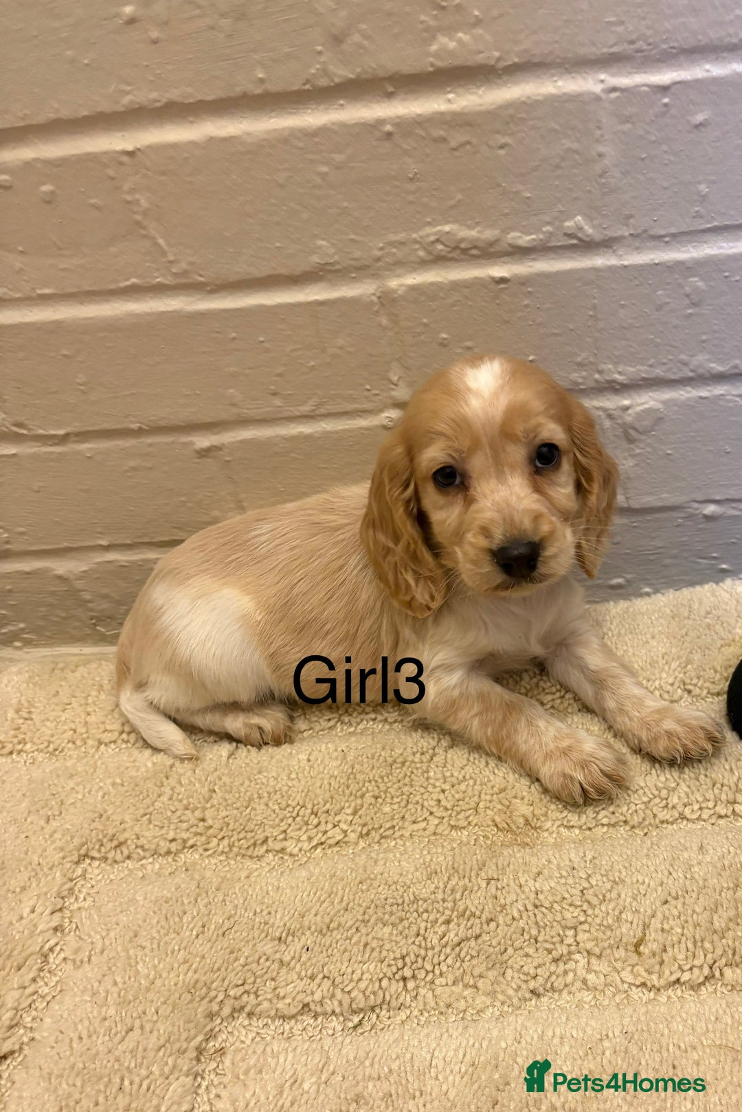 Cocker Spaniel dogs for sale: SHOW TYPE COCKER SPANIELS PUPPIES  - Advert 12