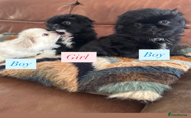 Pekingese dogs - Advert 1