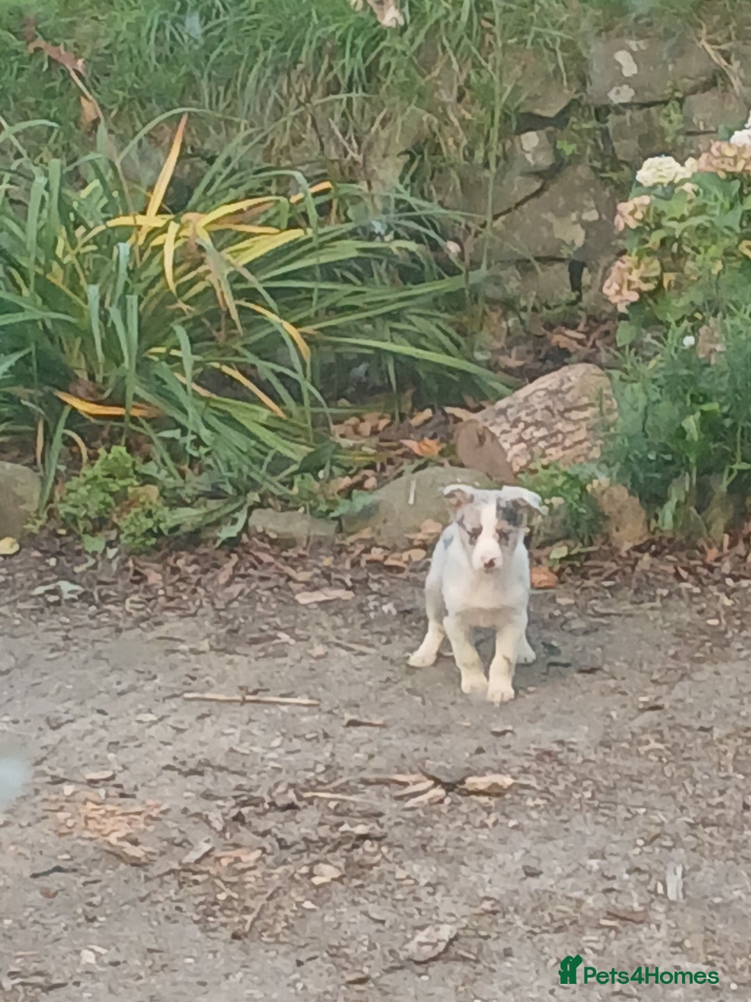 Border Collie dogs for sale: Beautiful merle and tri coloured collies  - Image 4