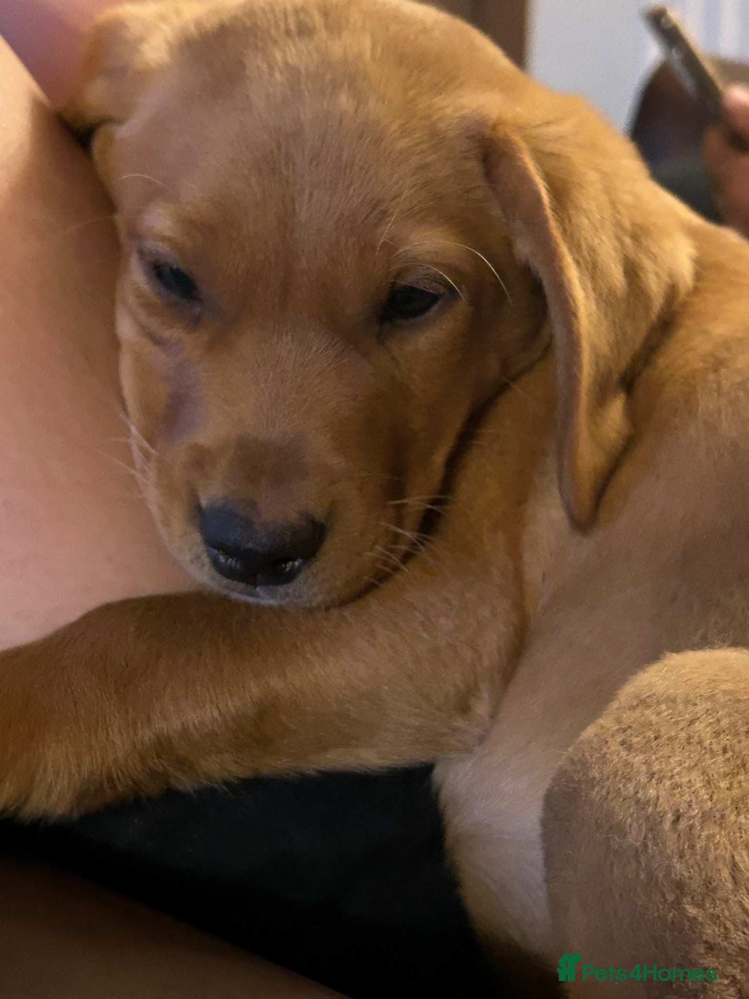 Labrador Retriever dogs KC Labradors: last girl (yellow/fox red) - Advert 1
