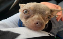 Chihuahua dogs for stud: Proven Lilac KC registered chihuahua for stud  in Liverpool - Image 6