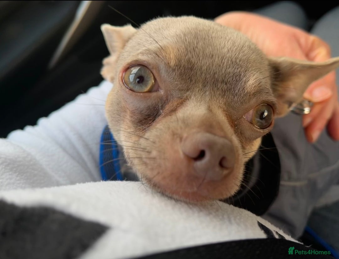 Chihuahua dogs for stud: Proven Lilac KC registered chihuahua for stud  in Liverpool - Image 6