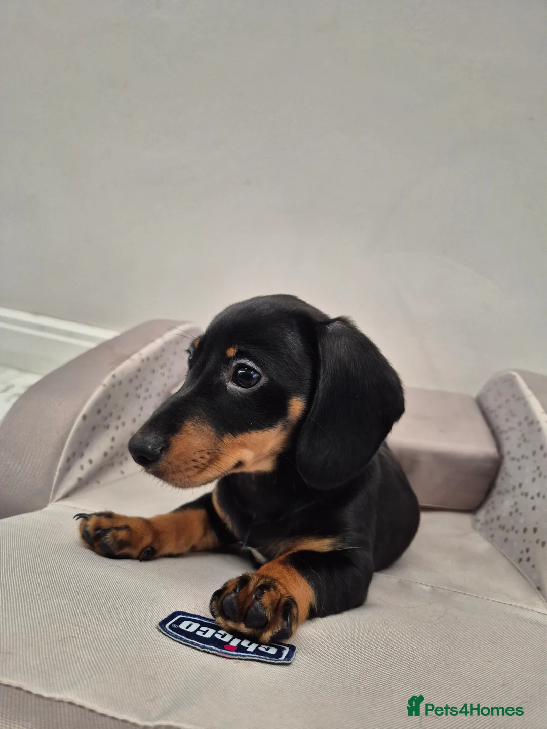 Dachshund dogs for sale: 💙 Miniature Dachshund Boy!💙 - Advert 21