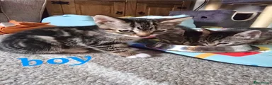 Bengal 1