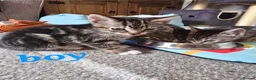 Bengal cats for sale: beautiful bengal X kittens **ready to go** - Advert 13