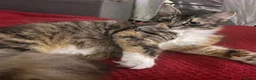 Mixed Breed cats for sale: Kitten for sale - Advert 7