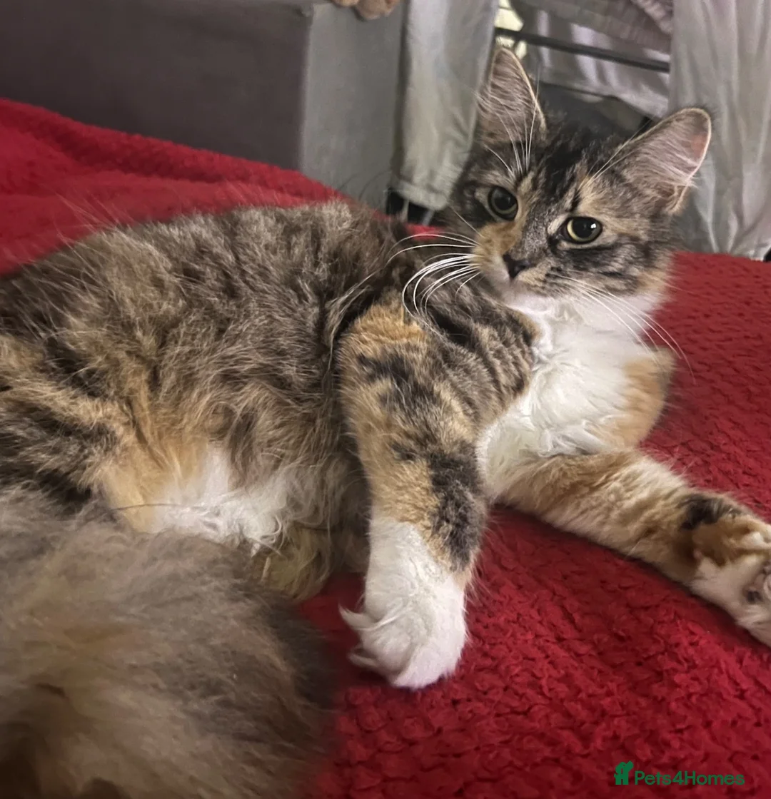 Mixed Breed cats for sale: Kitten for sale - Advert 7