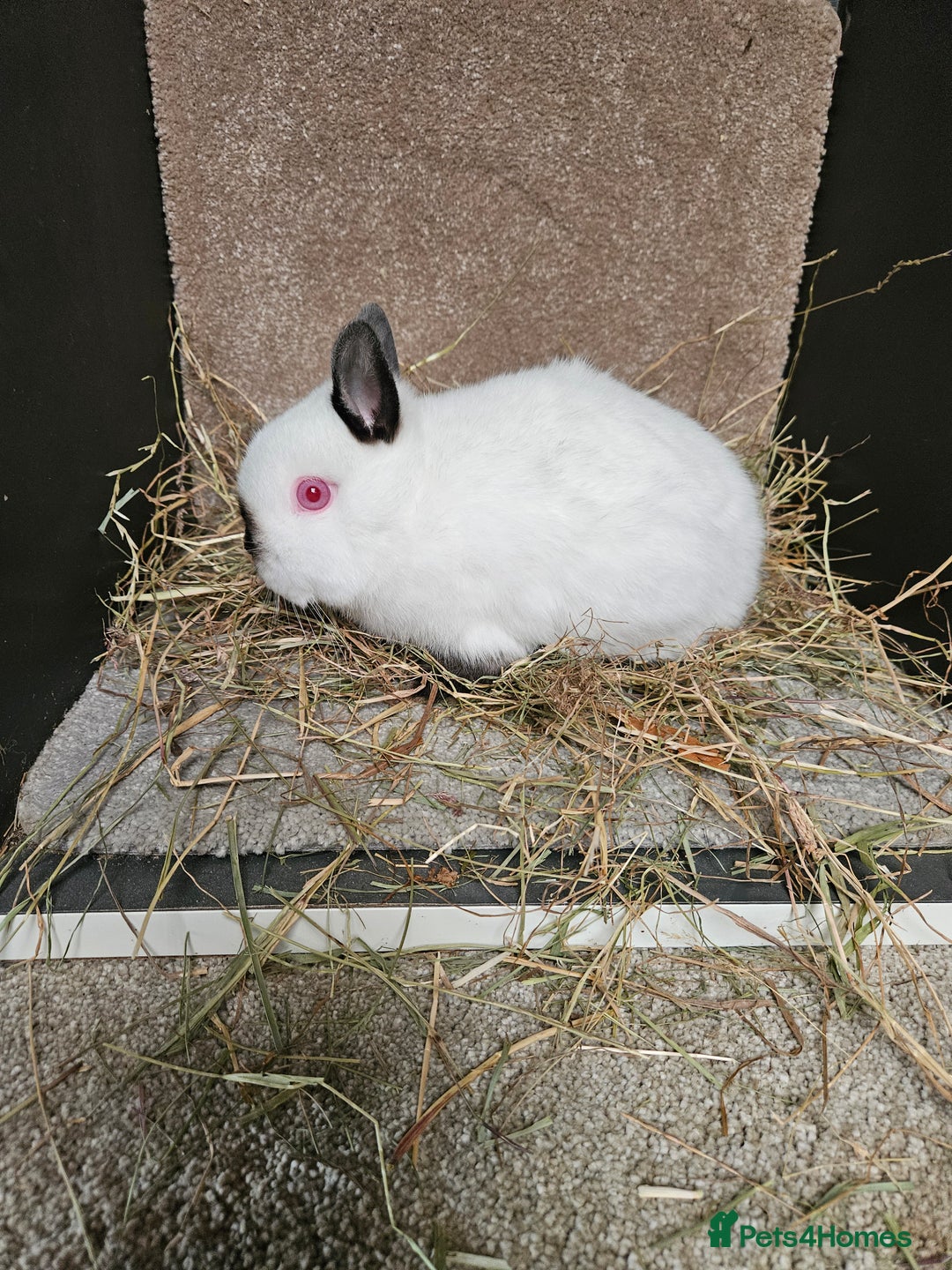 Netherland Dwarf rabbits for sale: Pure Bred Netherland Dwarfs Bucks  - Advert 8