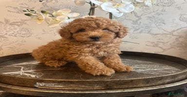 Toy Poodle dogs - Advert 3