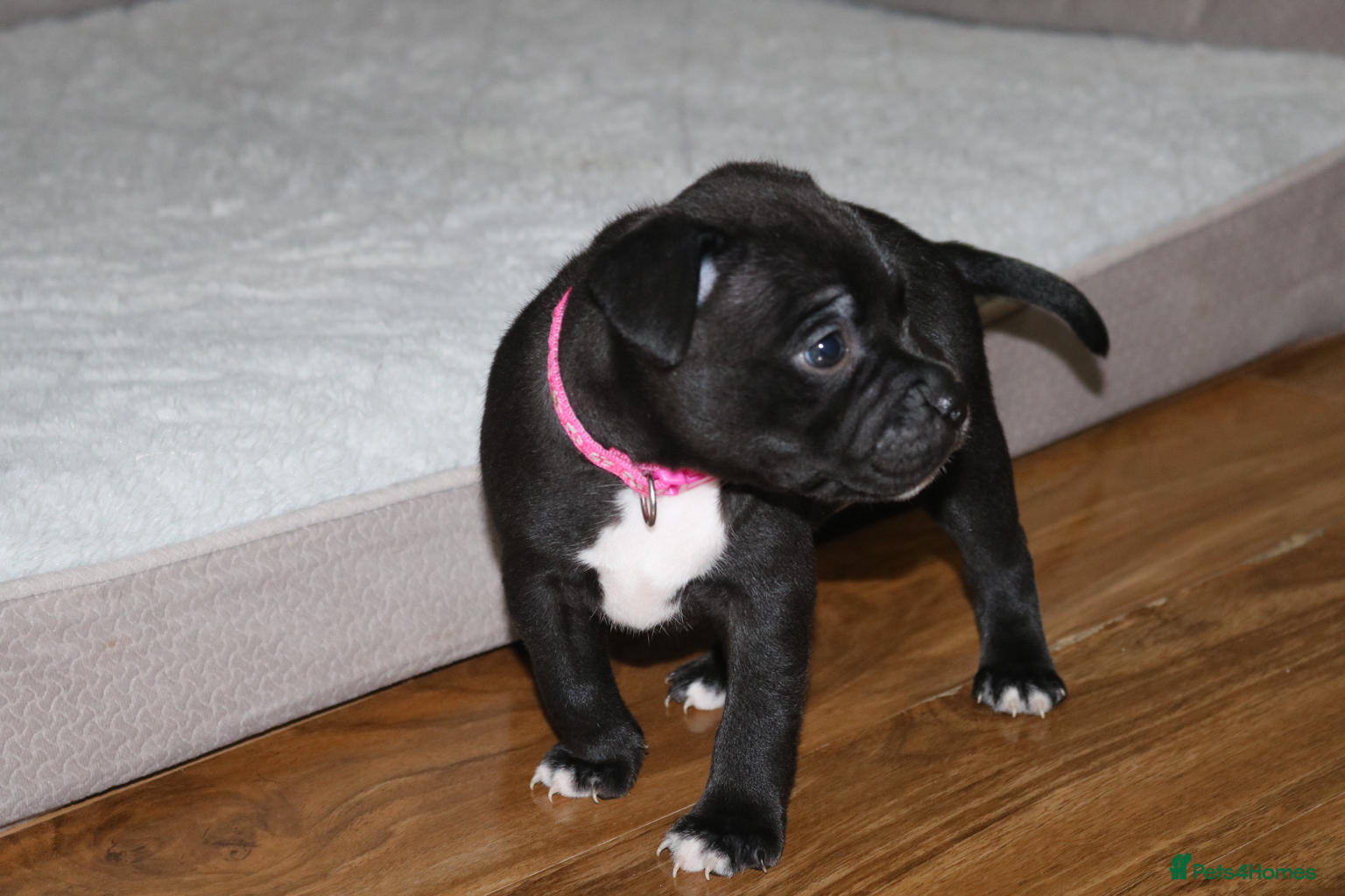 Staffordshire Bull Terrier dogs KC Staffords | Blue & Black | Champion Bloodlines - Advert 2