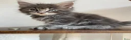 Maine Coon cats for sale: GCCF ACTIVE BLUE SMOKE TABBY MAINE COON BOY  - Advert 3