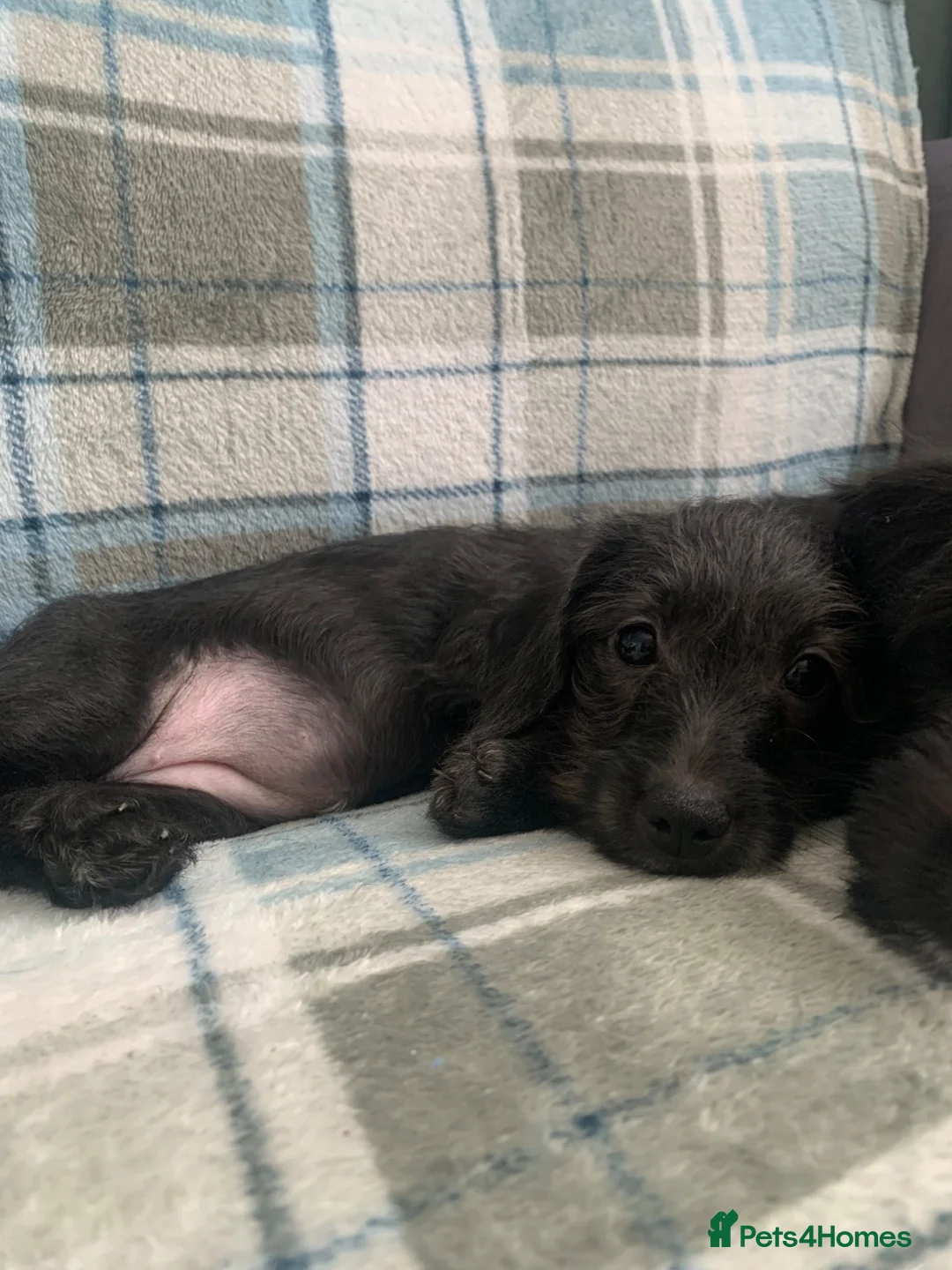 Doxiepoo dogs for sale: Doxiepoo - Advert 2