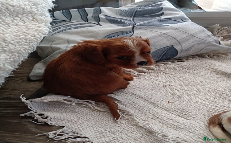Cavalier King Charles Spaniel dogs Cavalier king charles Pedigree reg health tested - Advert 2