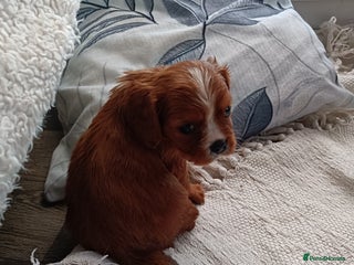 Cavalier King Charles Spaniel dogs Cavalier king charles Pedigree reg health tested - Advert 4