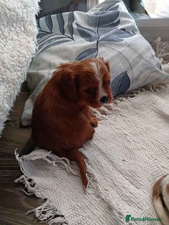 Cavalier King Charles Spaniel dogs Cavalier king charles Pedigree reg health tested - Advert 2