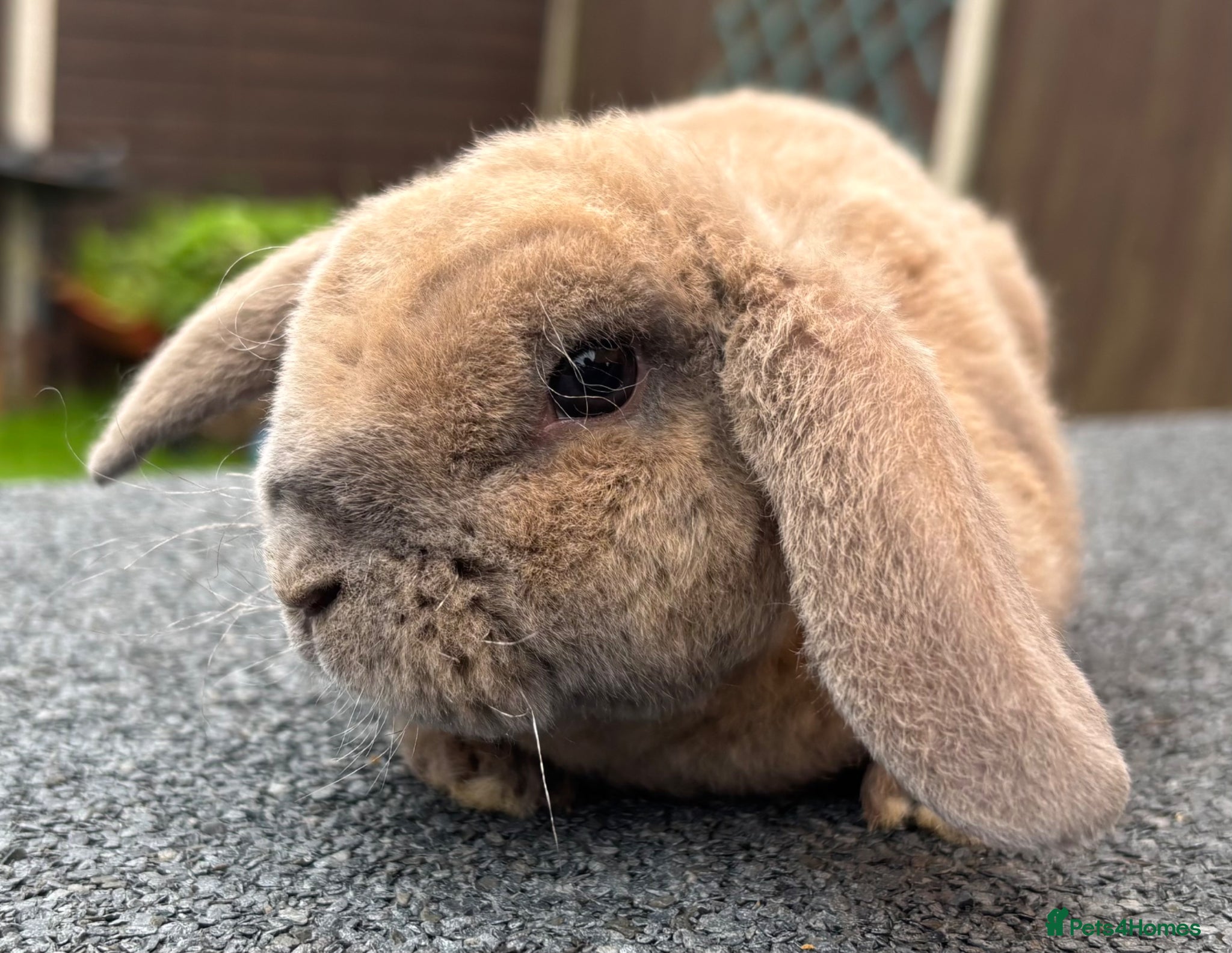 Mini Lop rabbits Mini Plush Lops and Mini Lops - Advert 18