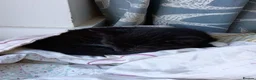 Mixed Breed cats for sale: Mixed breed male kitten - Advert 6