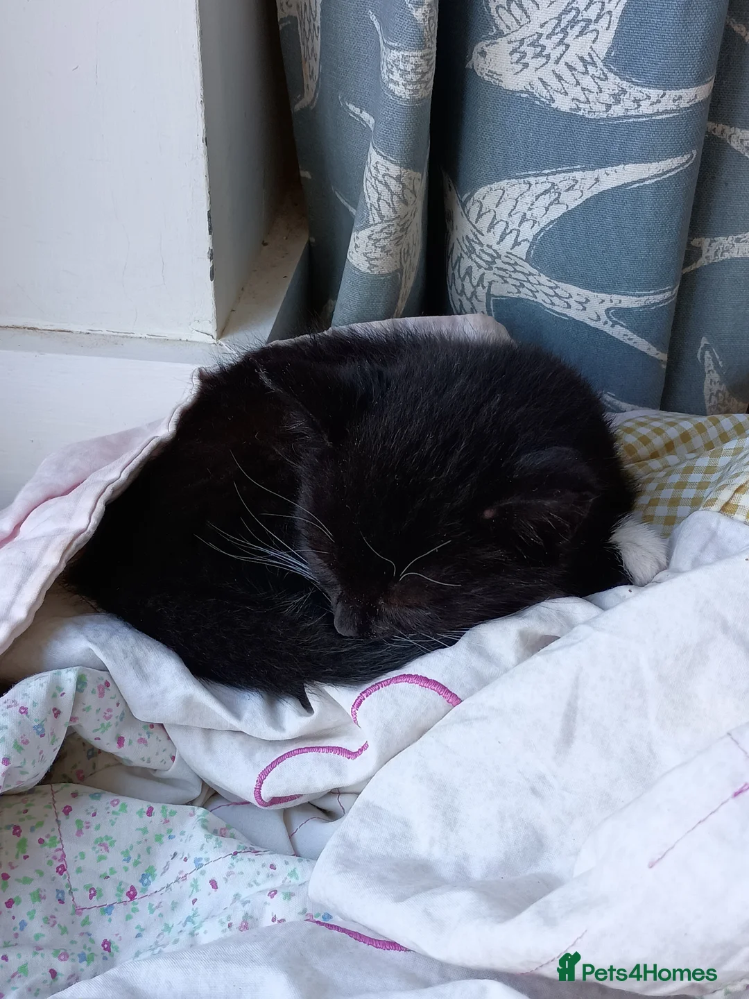 Mixed Breed cats for sale: Mixed breed male kitten - Advert 6