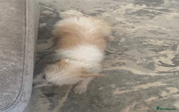 Jackapoo dogs for sale: Cream jackapoos f1b short legged  - Image 17