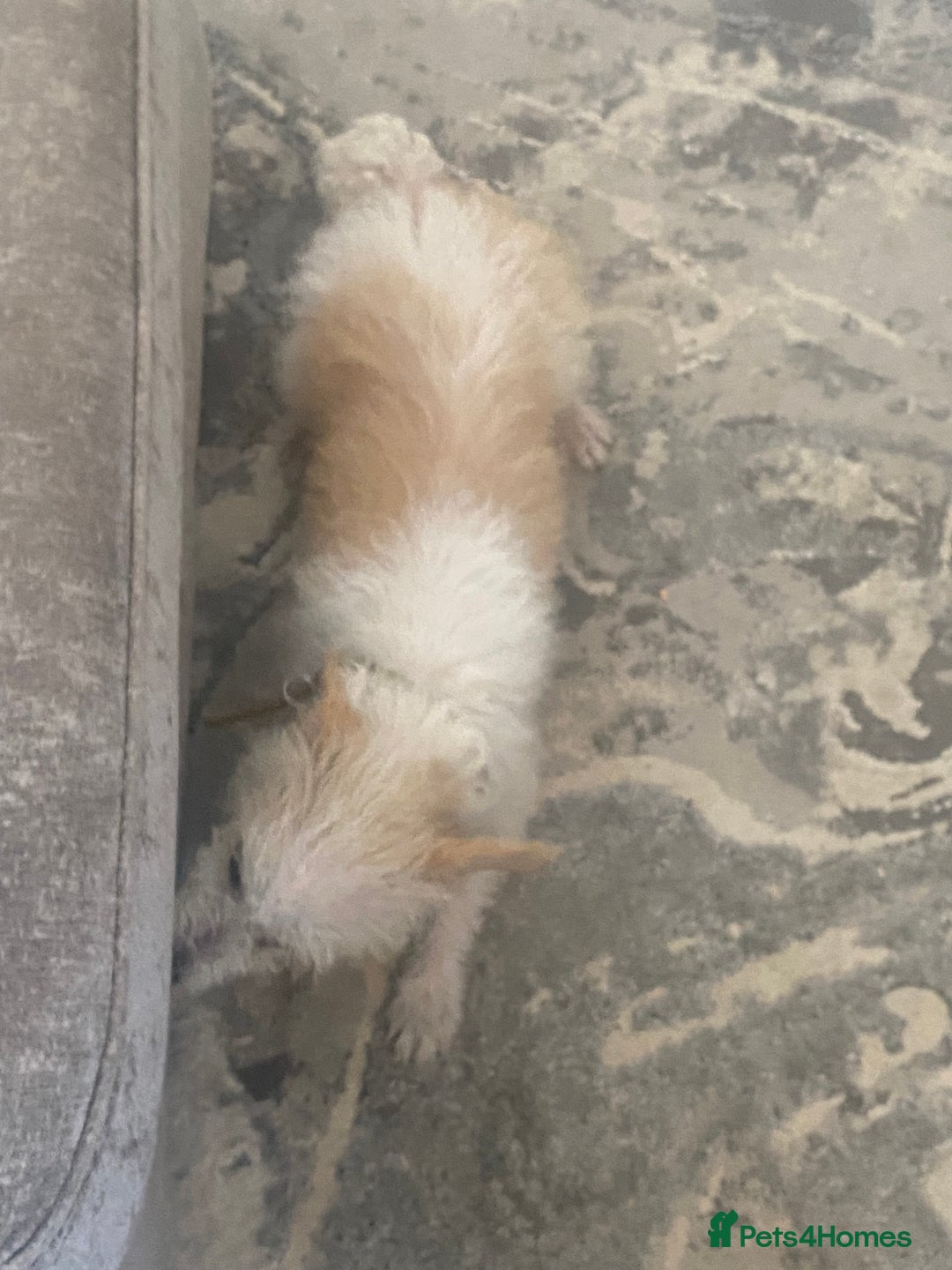Jackapoo dogs for sale: Cream jackapoos f1b short legged  - Image 17