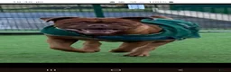 Dogue De Bordeaux dogs for stud: Big Dougie - Advert 4