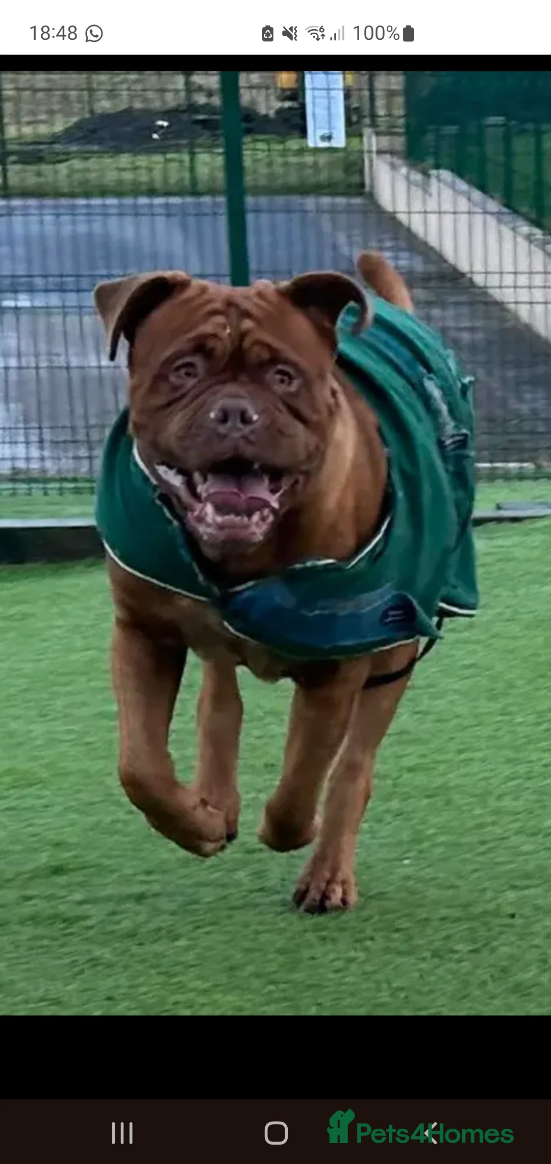 Dogue De Bordeaux dogs for stud: Big Dougie - Advert 4