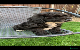 Cockapoo dogs for sale: Cockapoo pups - Image 2