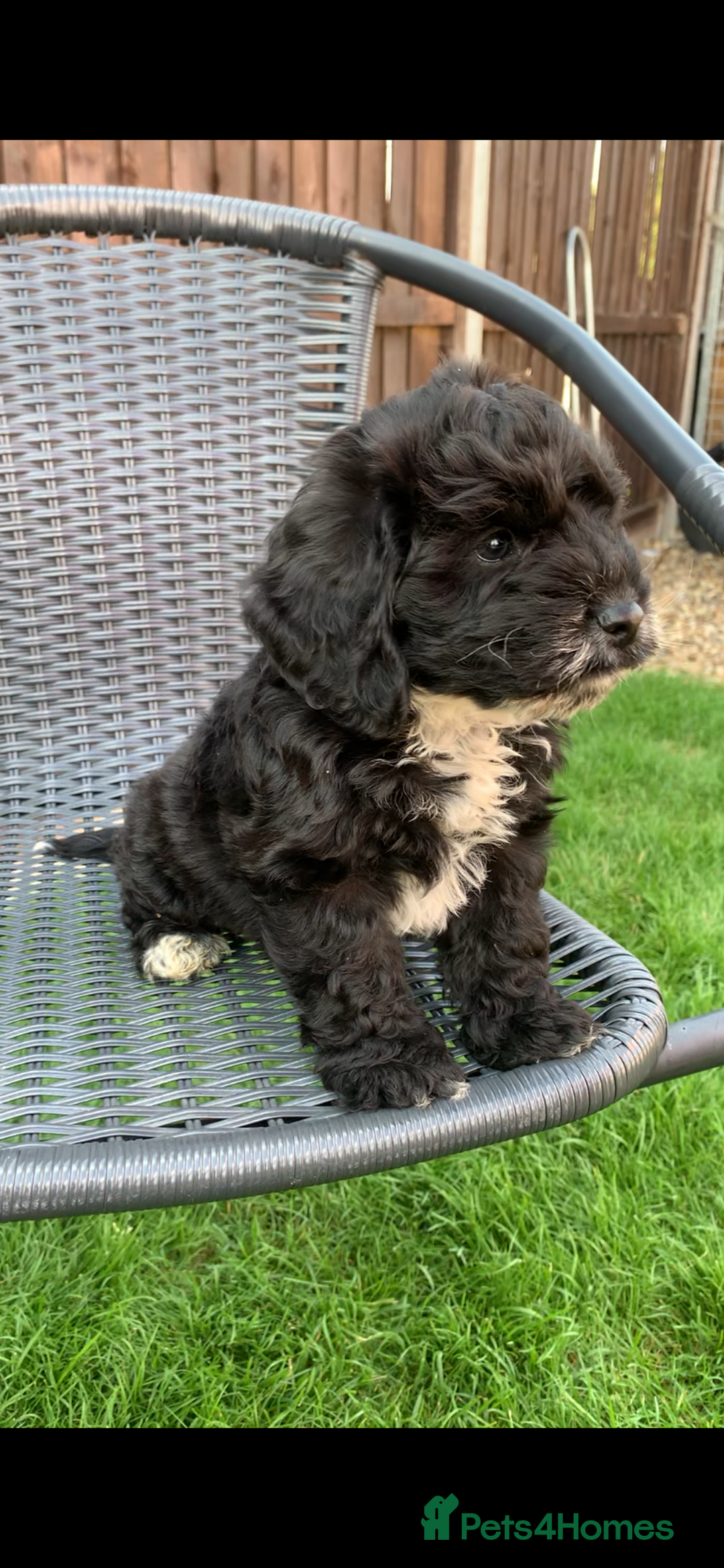 Cockapoo dogs for sale: Cockapoo pups - Image 2