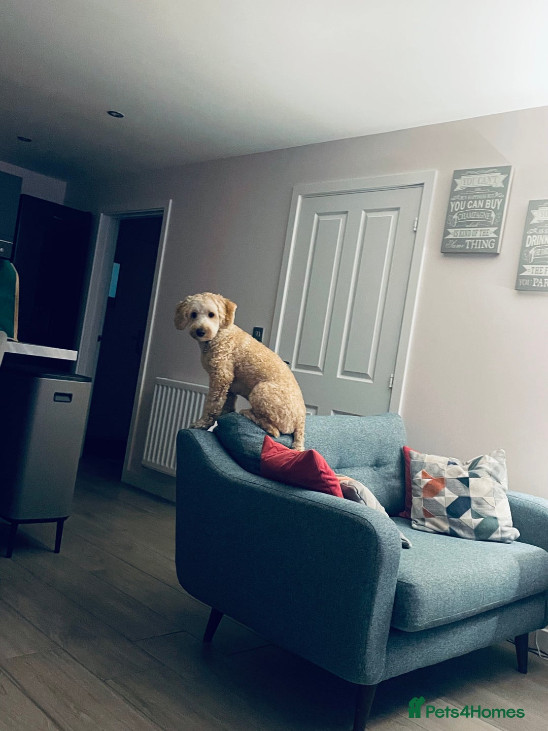 Cavapoo dogs for stud: Loving and gentle Cavapoo for stud - Image 7