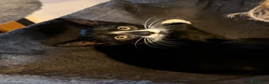 Oriental 5 - Mr Smudge McSmooge