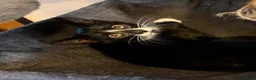 Oriental cats for sale: 9 STUNNING KITTENS - PLEASE READ DESCRIPTION!! - Advert 20