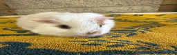 Guinea Pig rodents for sale:  Male guinea pigs for sale  - Advert 10