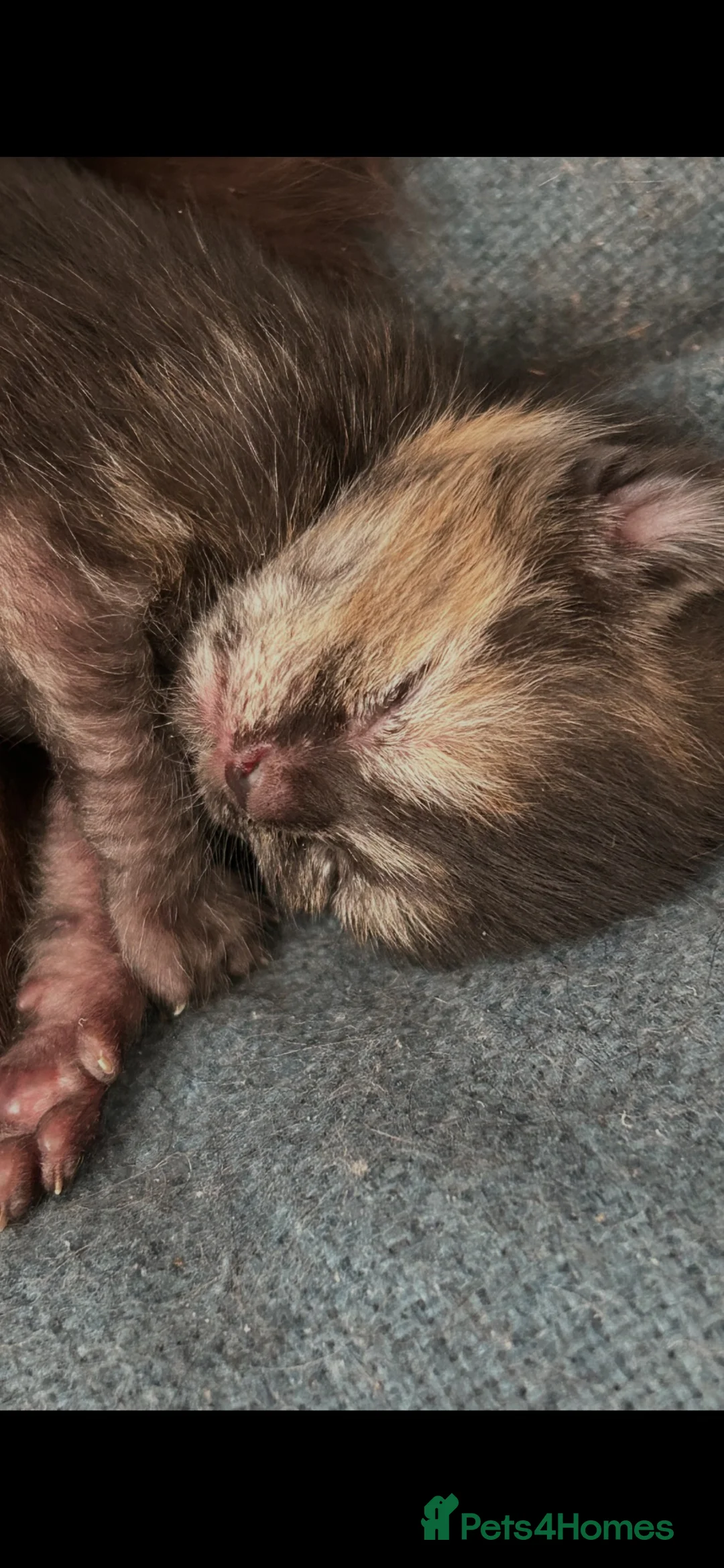 Mixed Breed cats for sale: Kittens! Beautiful babies ready for forever homes in Cheltenham - Advert 1