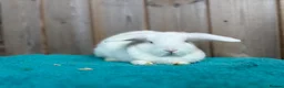 Mini Lop rabbits for sale: REW Mini Lop Babies Ready To Leave Now  - Advert 7