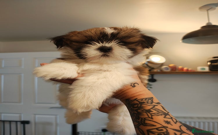 Lhasa Apso dogs - Advert 1
