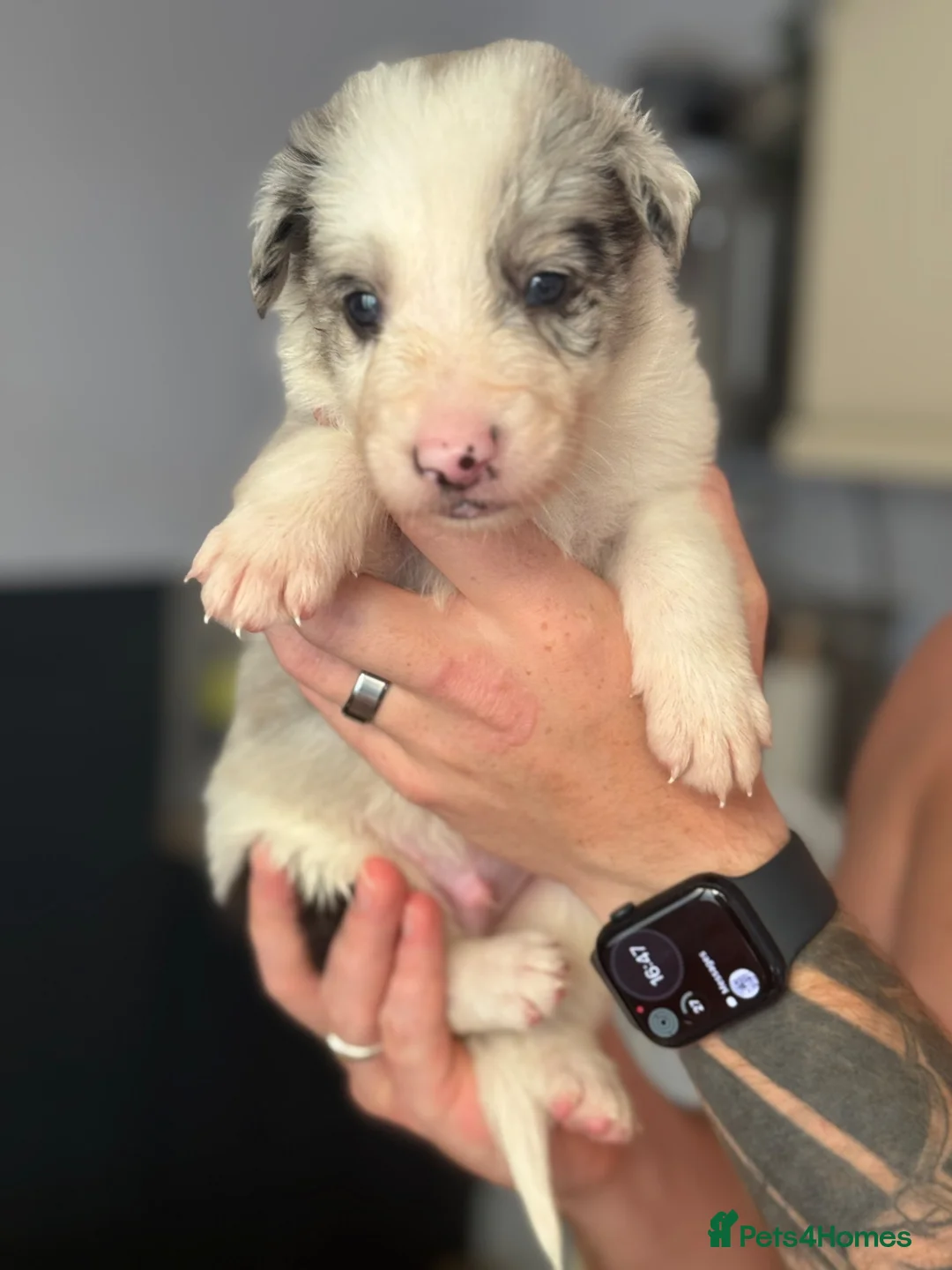 Border Collie dogs for sale: Border collie puppies  - Advert 2