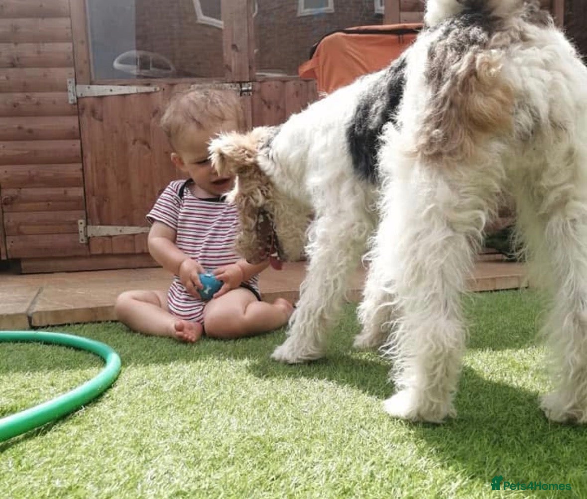 Fox Terrier dogs for sale: Wire haired fox terrier - Advert 7
