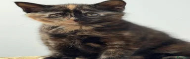 Kitten 3
